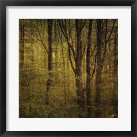 Fog in Mountain Trees No. 2 Framed Print