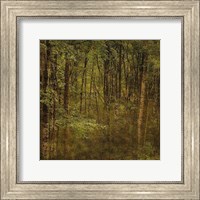 Framed Fog in Mountain Trees