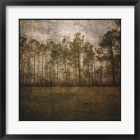 A Line of Pines Framed Print