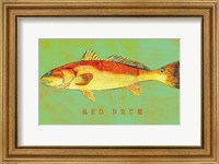 Framed Red Drum