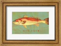 Framed Red Drum