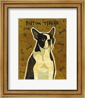 Framed Boston Terrier