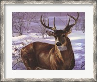 Framed Through My Window- Whitetail Deer
