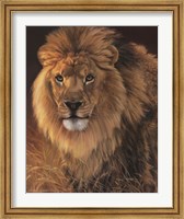 Framed Power and Presence- African Lion