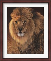 Framed Power and Presence- African Lion