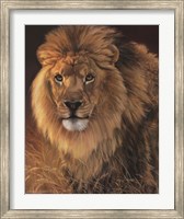 Framed Power and Presence- African Lion