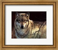 Framed Uninterrupted Stare- Gray Wolf