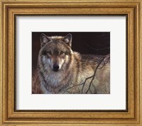 Framed Uninterrupted Stare- Gray Wolf