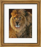 Framed Power and Presence- African Lion