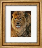 Framed Power and Presence- African Lion