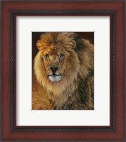 Framed Power and Presence- African Lion
