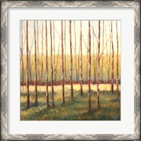 Framed Grove of Trees