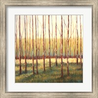 Framed Grove of Trees