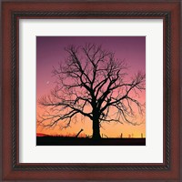 Framed Arboral Afterglow