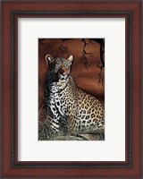 Framed Sitting Leopard
