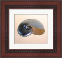 Framed Polished Nautilus