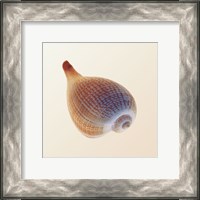 Framed Fig Shell
