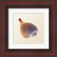 Framed Fig Shell