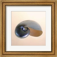 Framed Polished Nautilus