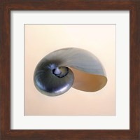 Framed Polished Nautilus