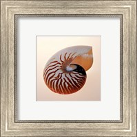 Framed Nautilus