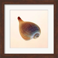 Framed Fig Shell