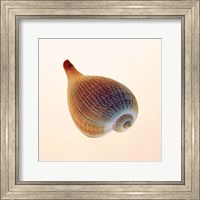 Framed Fig Shell