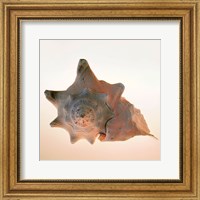 Framed Conch