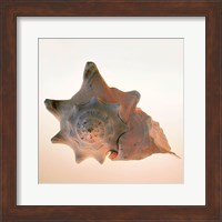 Framed Conch