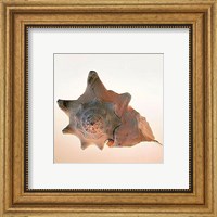 Framed Conch