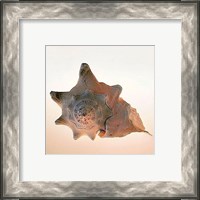 Framed Conch