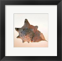 Framed Conch