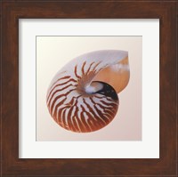 Framed Nautilus