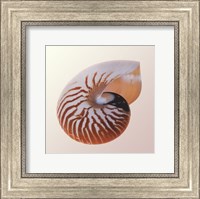 Framed Nautilus