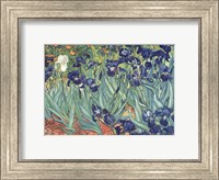 Framed Irises in the Garden