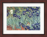 Framed Irises in the Garden
