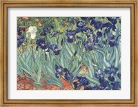 Framed Irises in the Garden