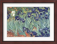 Framed Irises in the Garden