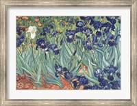 Framed Irises in the Garden