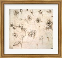 Framed Study of the Flowers of Grass-like Plants