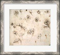 Framed Study of the Flowers of Grass-like Plants