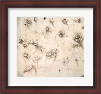 Framed Study of the Flowers of Grass-like Plants