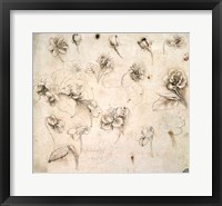 Framed Study of the Flowers of Grass-like Plants