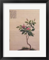 Framed Flowering Chinese Tree I