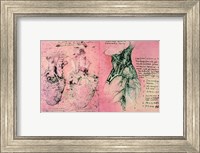 Framed Anatomical drawing of hearts and blood vessels