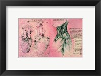 Framed Anatomical drawing of hearts and blood vessels