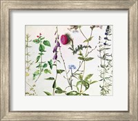 Framed Eight Studies of Wild Flowers