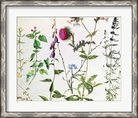 Framed Eight Studies of Wild Flowers
