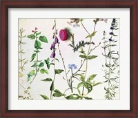 Framed Eight Studies of Wild Flowers