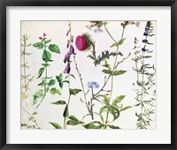 Framed Eight Studies of Wild Flowers